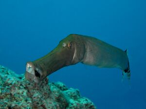 Atlantic cornetfish.jpg