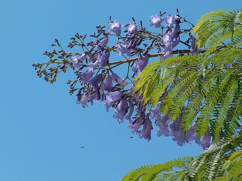 Archivo:J. mimosifolia-racimo.1.jpg