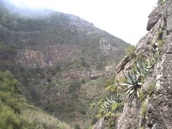 Garajonay138.JPG