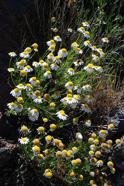 Archivo:Argyranthemum adauctum subsp palmensis.jpg