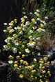 Argyranthemum adauctum subsp palmensis.jpg
