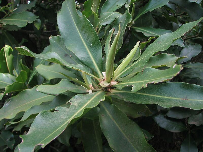 Archivo:Delfino (Pleiomeris canariensis).JPG