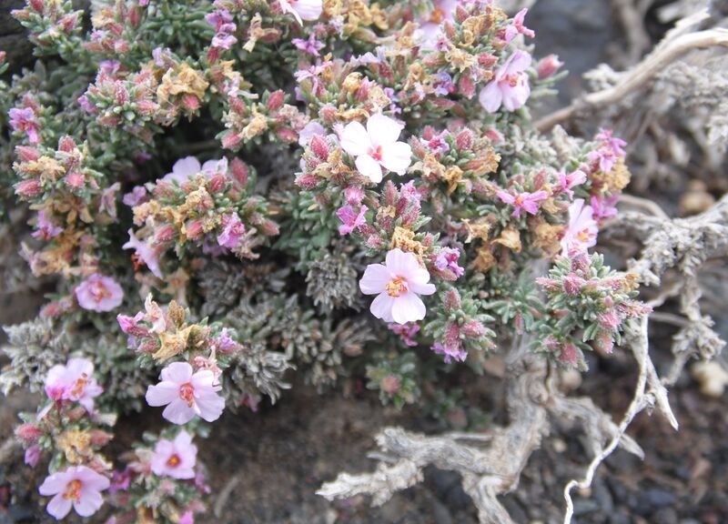 Archivo:Frankenia capitata kz5.JPG