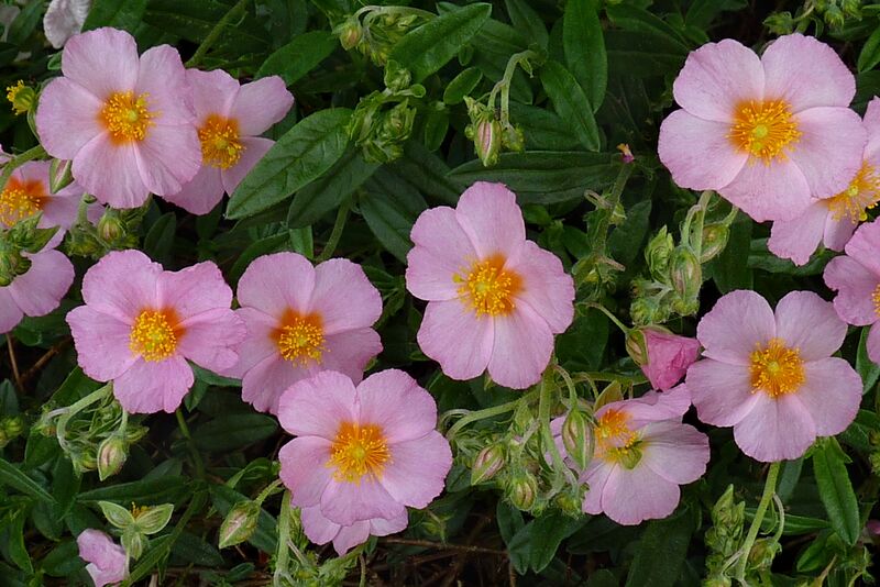 Archivo:Helianthemum 'Lawrenson's Pink' J1.JPG