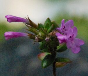 Micromeria glomerata detail flowers.jpg
