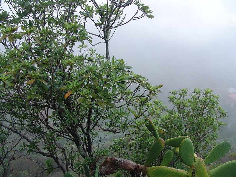 Archivo:Sideroxylon canariense.jpg