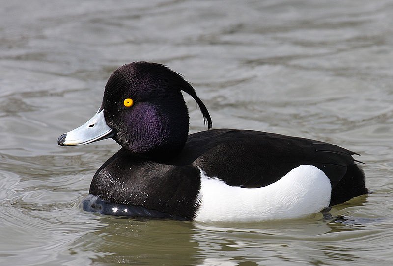 Archivo:Aythya-fuligula Tufted-Duck.jpg