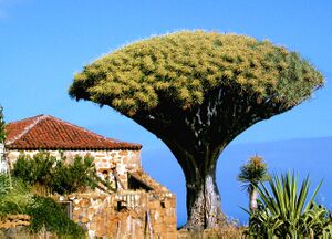 Drado Siete Fuentes,Los Realejos.jpg