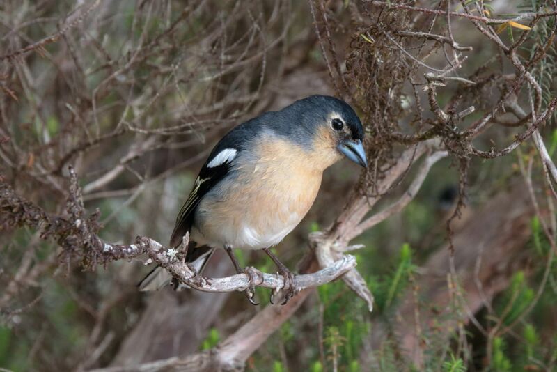 Archivo:Fringilla coelebs ssp. canariensis macho.jpg