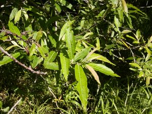 Salix canarienisis05.JPG