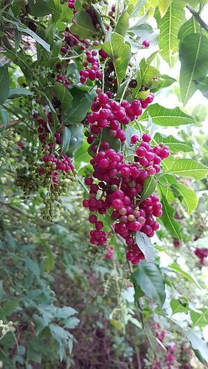 Bosea yervamora berries.JPG