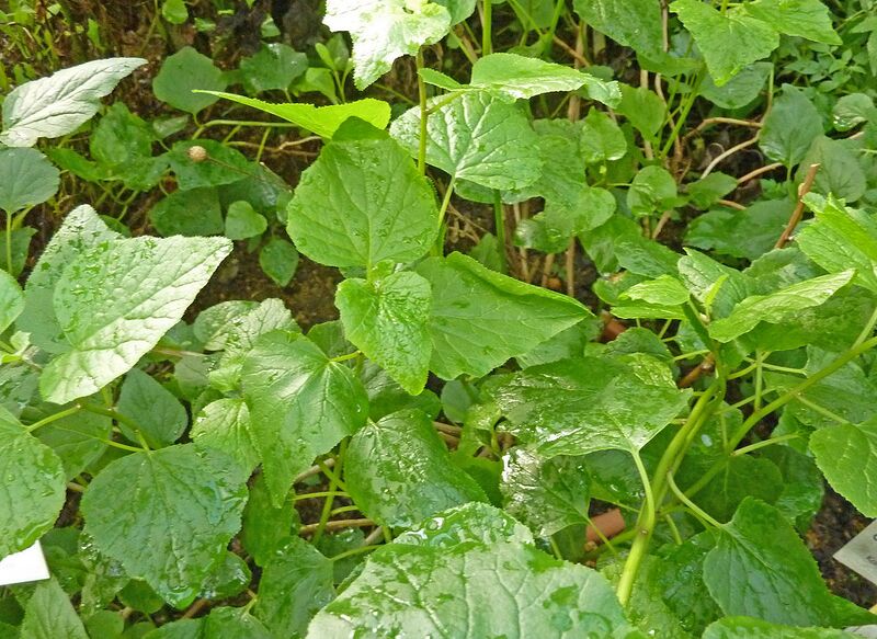 Archivo:Pericallis hansenii.jpg