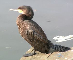 Phalacrocorax carbo1.jpg