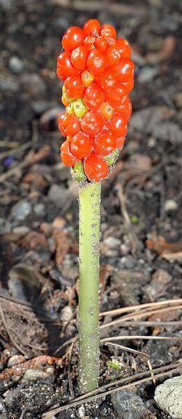Archivo:Arum italicum (aka).jpg