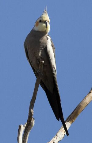 Nymphicus hollandicus Karratha 1.jpg