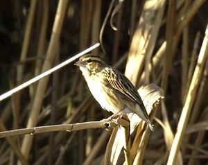 Petronia petronia Martien Brand.jpg