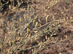 Reseda scoparia 03.JPG