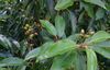 Prunus-lusitanica-fruits.JPG