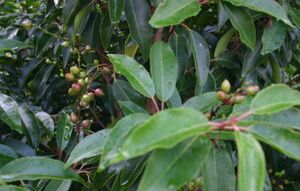 Prunus-lusitanica-fruits.JPG