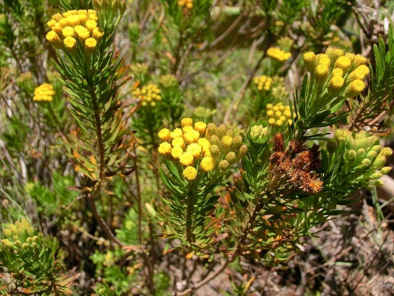 Archivo:Allagopappus dichotomus Tenerife 1.jpg