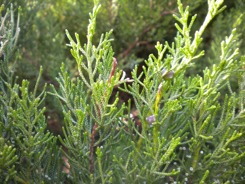 Archivo:Juniperus phoenicea subsp. turbinata2 2601.JPG