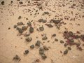 Lobos Island desertification.jpg