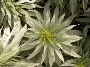 Echium webbii (Puntallana) 03.jpg