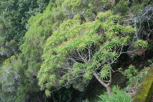 Euphorbia mellifera k3.jpg