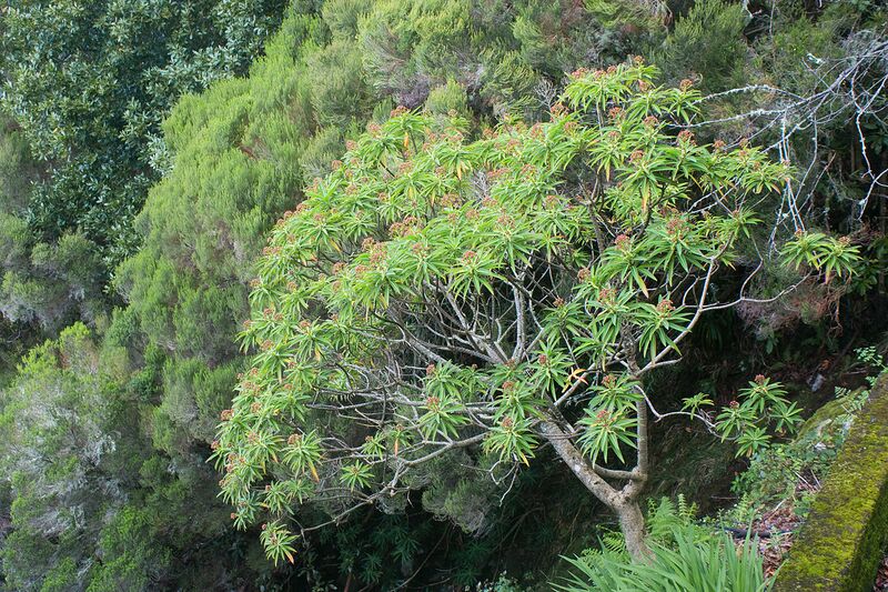 Archivo:Euphorbia mellifera k3.jpg