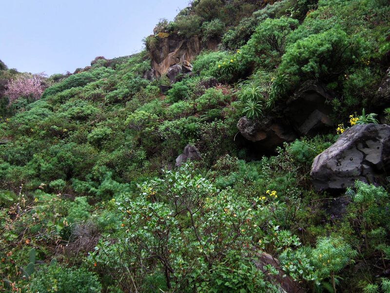 Archivo:Belmaco z17.jpg