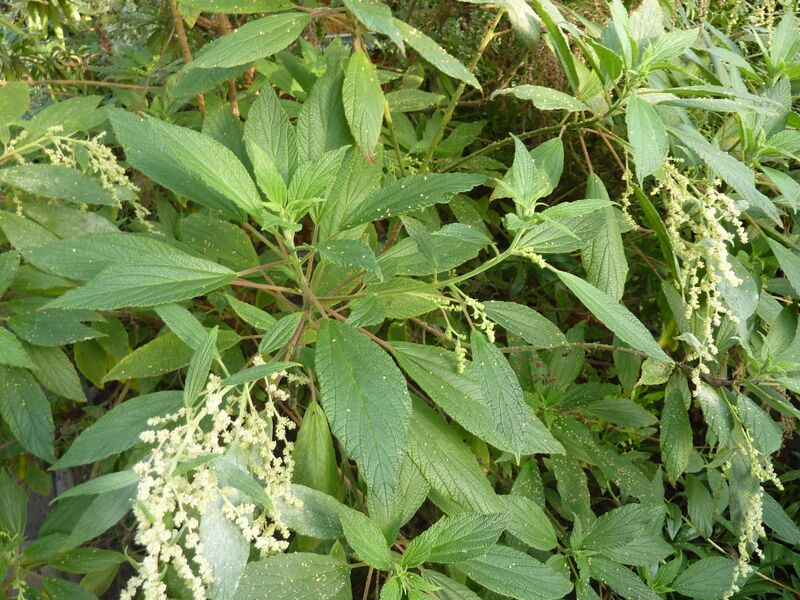 Archivo:Gesnouinia arborea - Berlin.jpg