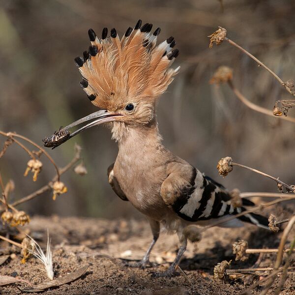 Archivo:Hoopoe with insect.jpg
