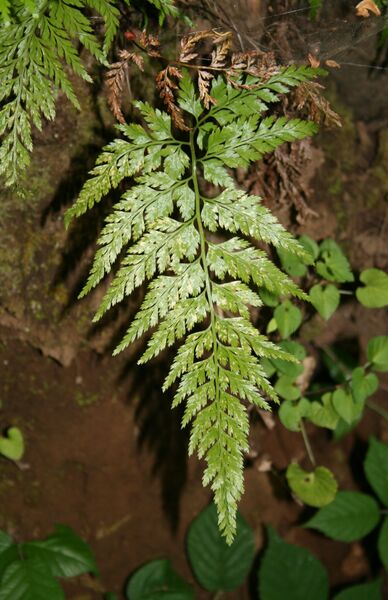 Archivo:Asplenium onopteris 1.jpg