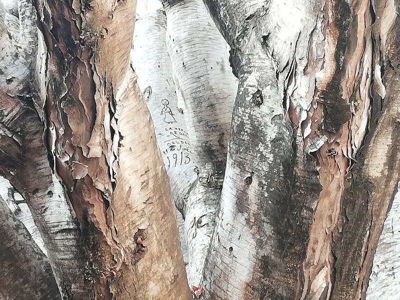 Archivo:Drago de Gáldar Detalle.jpg