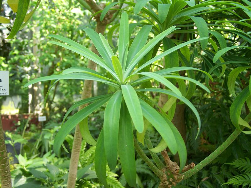 Archivo:Euphorbia lambii im Botanischen Garten Erlangen.JPG