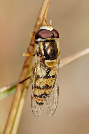 Hoverfly08.jpg