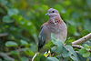 Laughing Dove - sb616.JPG