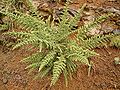 Adenocarpus viscosus 01 ies.jpg