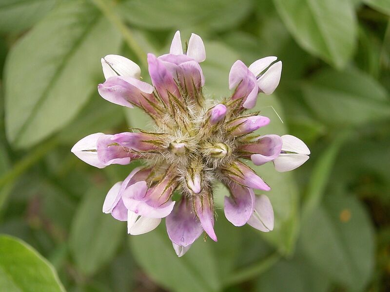 Archivo:Bituminaria bituminosa (Barlovento) 01.jpg