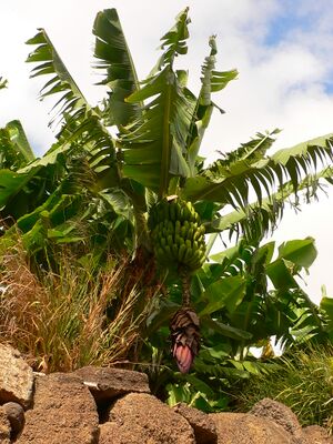 Galdar platanera.JPG