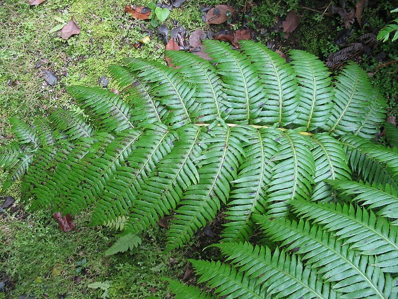 Archivo:Woodwardia radicans (Leaf).jpg
