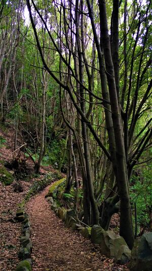 Bosque La Zarza 1.jpg