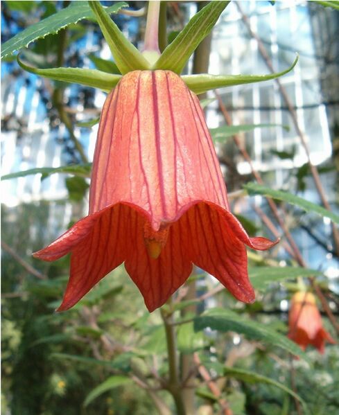 Archivo:Canarina canariensis BotGardBln1105a.jpg