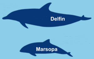 Dif marsopa delfin.png