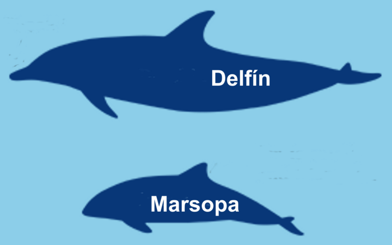 Archivo:Dif marsopa delfin.png