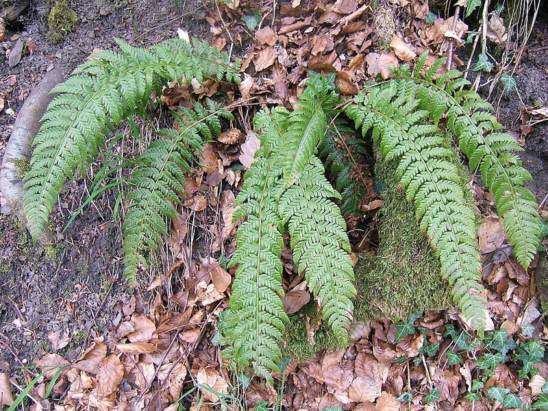 Archivo:Polystichum aculeatum 01.jpg