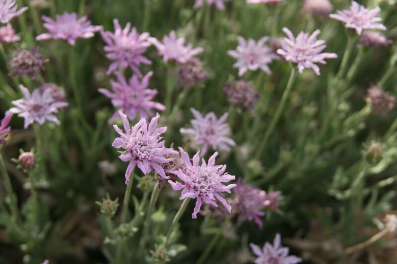 Archivo:Rosalillo de cumbre 1.JPG