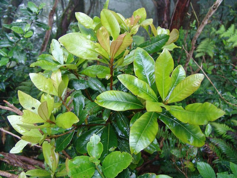 Archivo:Heberdenia excelsa 5.jpg