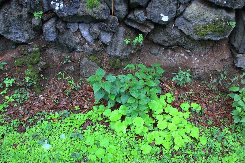 Archivo:Img 9092-habitat-urtica-morifolia-a-10.jpg