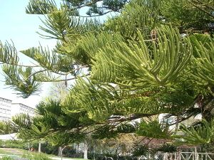 Araucaria heterophylla leaves.jpg